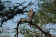 BIRD-3