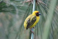 BIRD-5