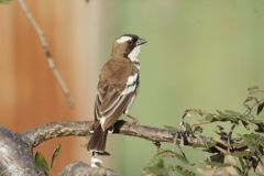 BIRD-ONE