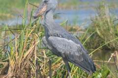 IMG_20210529_121109