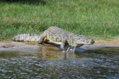 Nile-Crocodile