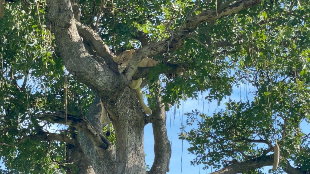 climbing lion