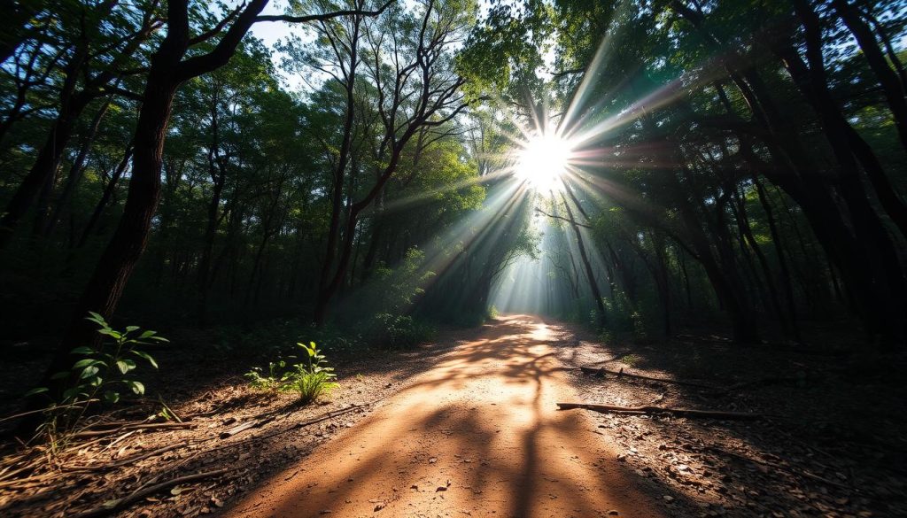 Sunny forest trail in Kibale National Park during dry season Sunny forest trail in Kibale National Park during dry season
